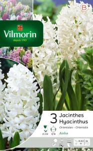 Jacinthe Aiolos (x3)